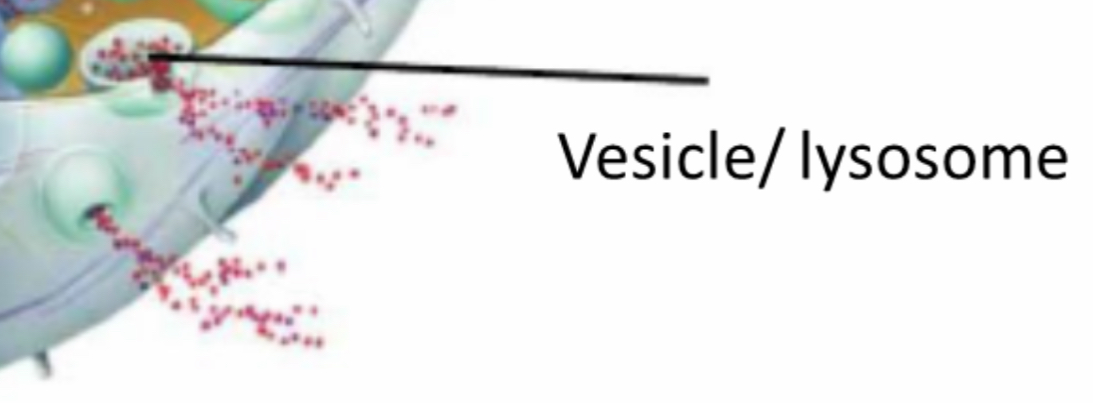 <p>Vesicle</p>