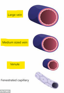 <p>Postcapillary venules (smallest veins) - leukocytes leave the bloodstream though venule walls; medium veins - skeletal muscle pump propels venous blood back to the heart; large veins like vena cavae, pulmonary veins, internal jugular veins and renal veins</p>