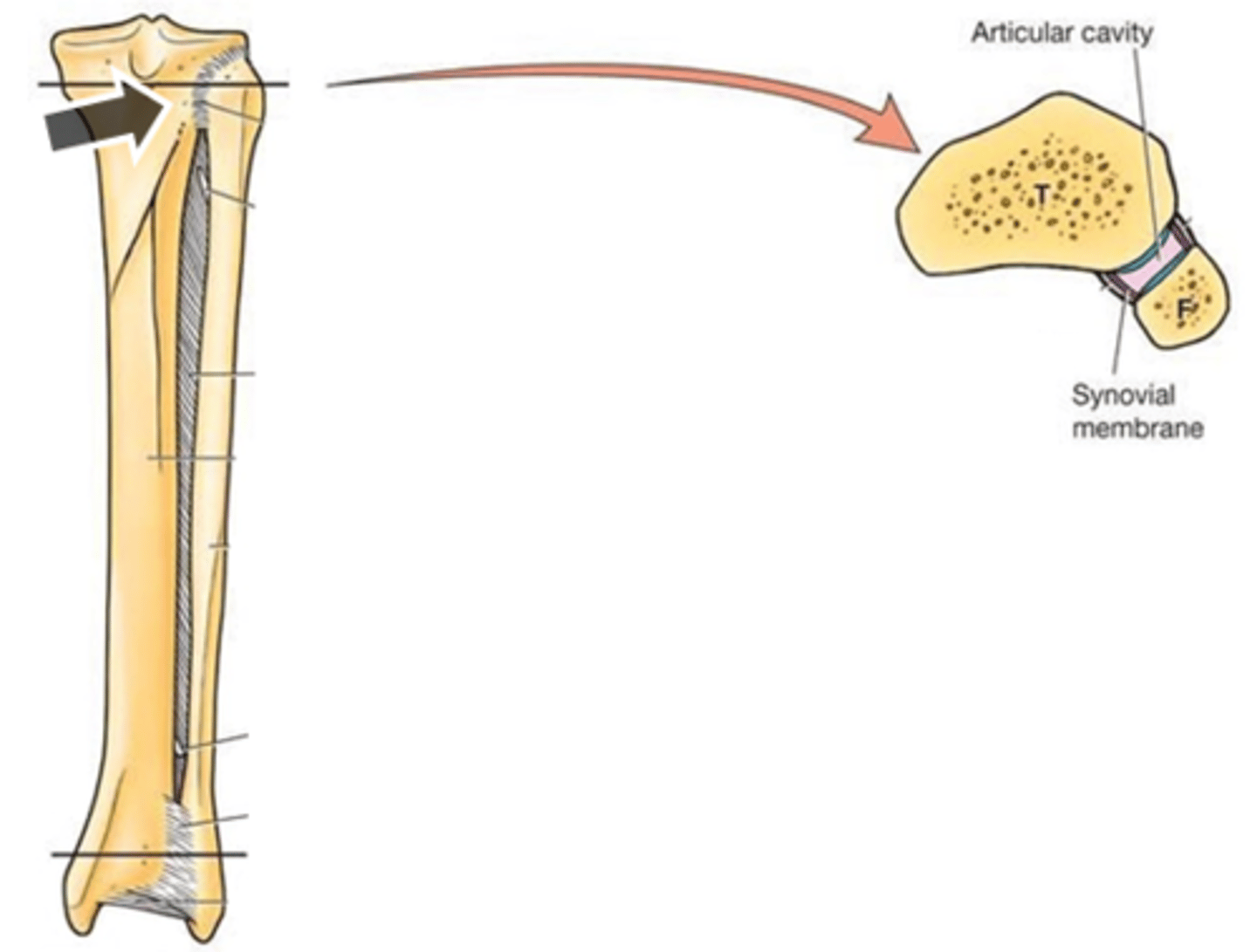 <p>Little gliding movement</p>