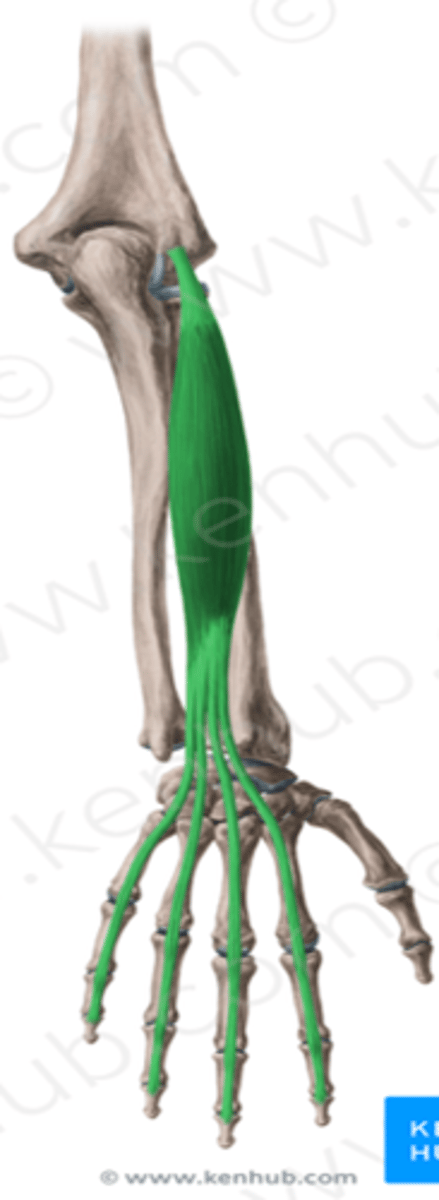 <p>What is the action of this muscle Extensor Digitorum ( Communis )?</p>