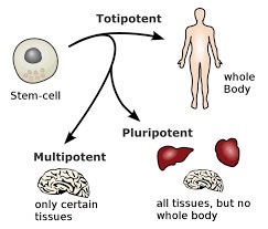 a stem cell that **can differentiate into a limited number of closely related cell types**