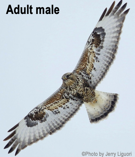 <p><span>large dark subterminal band and dark carpal patch; </span>Open areas, including grasslands and agricultural fields</p>