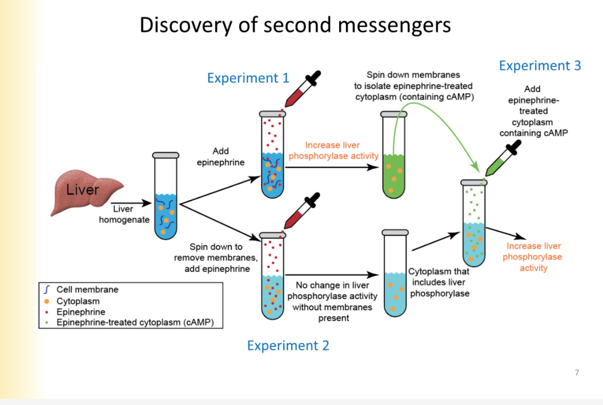 <p></p><p>transduce extracellular signal and connect it to intracellular response </p><p>Experiment:</p><ul><li><p>observed activity of liver phosphorylase (enzyme)</p></li><li><p>increase and decrease activity based on hormones and neurotransmitters</p></li><li><p>measure activity in test tube- convenient </p></li></ul><ol><li><p>Make liver homogenate ( mixed up tissue)— no in tact cells there anymore </p></li><li><p>add epinephrine</p></li><li><p>increases liver phosphorylase activity </p></li></ol><p>Experiment 2 </p><ol><li><p>spin in centrifuge</p></li><li><p>memrbane pieces are removed from solution bc they are heavy</p></li><li><p>have all components of cytoplasm</p></li><li><p>add epinephrine</p></li><li><p>no change in liver phosphorylase activity </p></li></ol><p>Experiment 3:</p><ol start="6"><li><p>take some epinephrine-treated cytoplasm </p></li><li><p>increase in liver phosphorylase activity</p></li></ol><p>MEANS: epinephrine did something to the membrane that resulted in a cytoplasmic messenger that can modulate LP function</p>