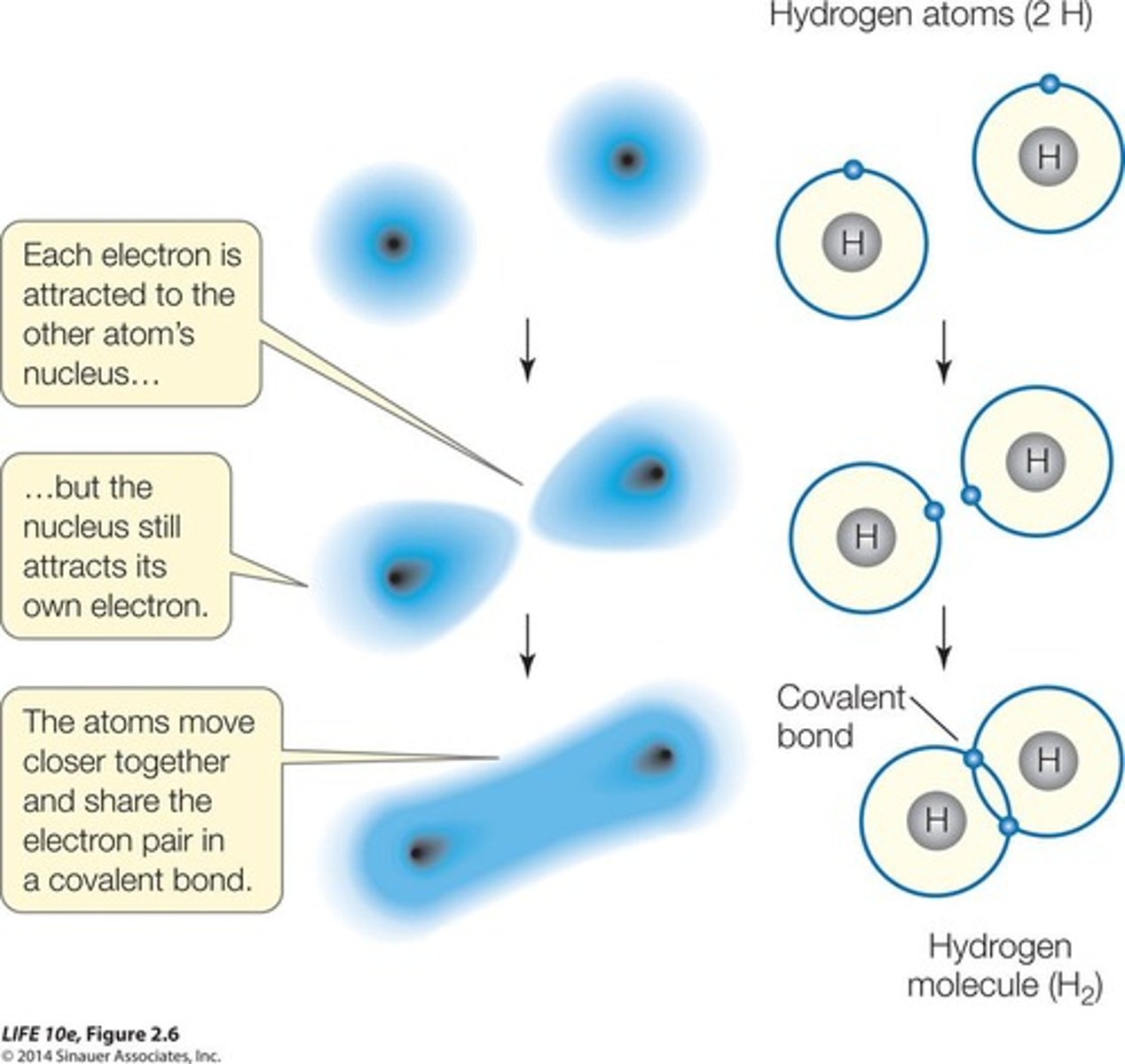<p>Atoms share pairs of electrons in a bond.</p>