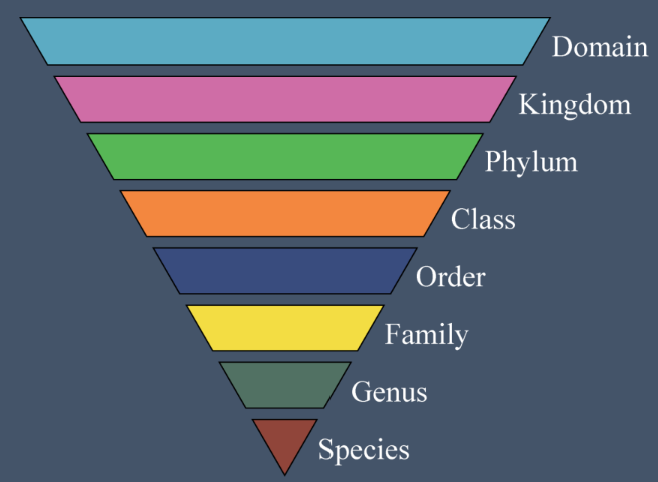 <ol><li><p>Domain</p></li><li><p>Kingdom</p></li><li><p>Phylum</p></li><li><p>Class</p></li><li><p>Order</p></li><li><p>Family</p></li><li><p>Genus</p></li><li><p>Species</p></li></ol><p></p>
