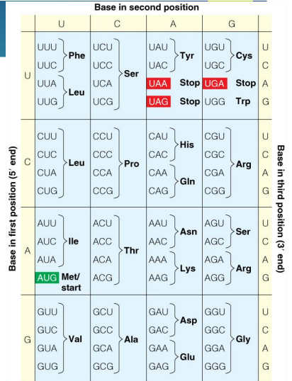 <ul><li><p><span style="font-family: Calibri">Different codons, or base triplets, correspond to each amino acid residue</span></p><ul><li><p><span> </span>Wobble effect</p></li></ul></li><li><p><span style="font-family: Calibri">The AUG start codon places a Met at the beginning of eukaryotic proteins</span></p><ul><li><p><span> </span>Often removed by proteases</p></li></ul></li><li><p><span style="font-family: Calibri">Three codons, UAA, UGA and UAG, are stop codons, which signal termination of translation</span></p></li></ul><p></p>