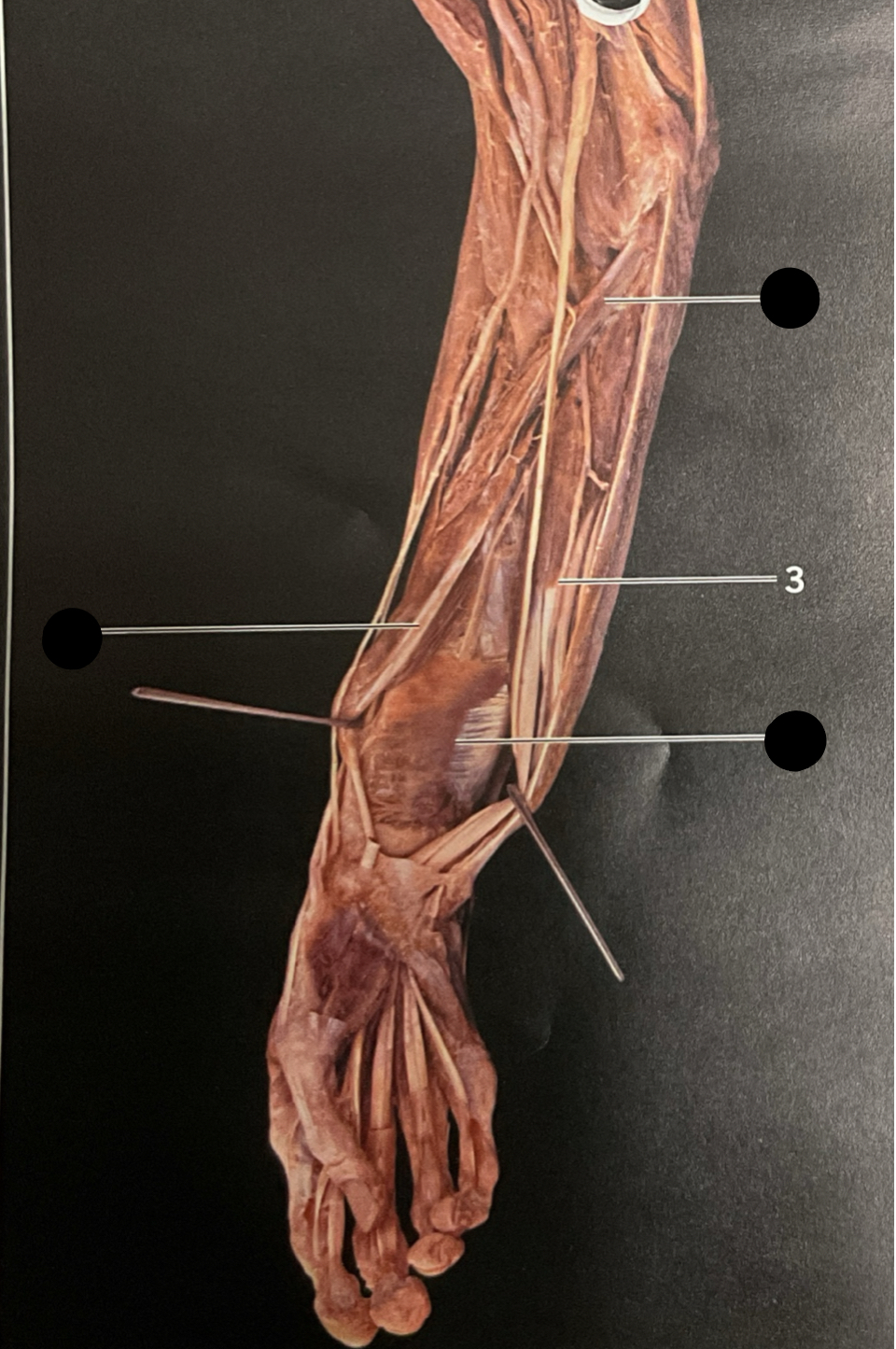 knowt flashcard image