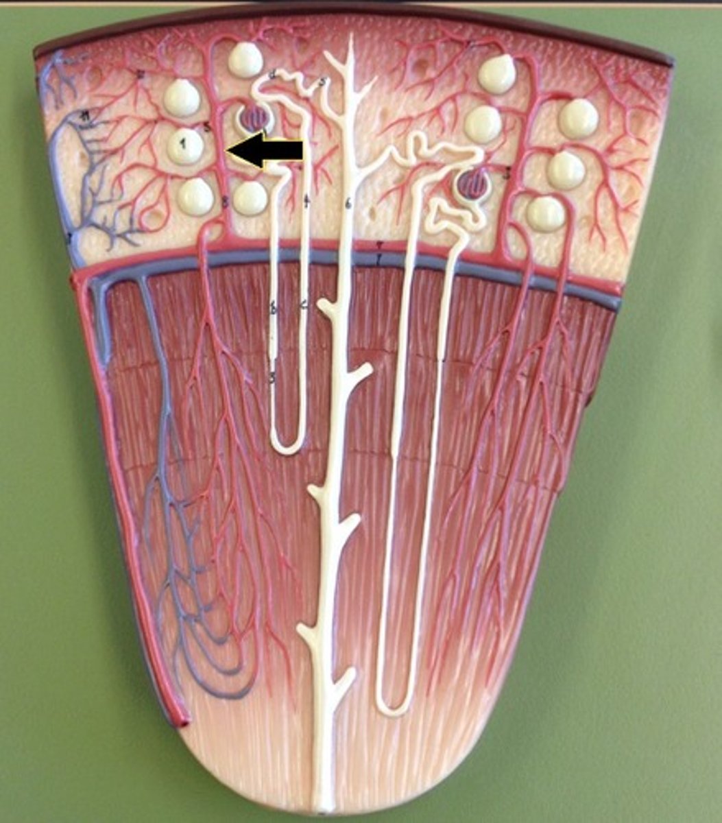 <p>Identify the vessel.</p>
