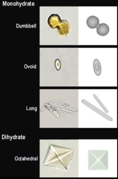 <p>Forms in acidic, alkaline, and neutral urine</p><p>Dihydrate form: Predominate in urine from patients with diets rich in oxalic acid, most common cause of kidney stones</p><p>Monohydrate form: Predominate urine from patients who have ingested ethylene glycol. </p>