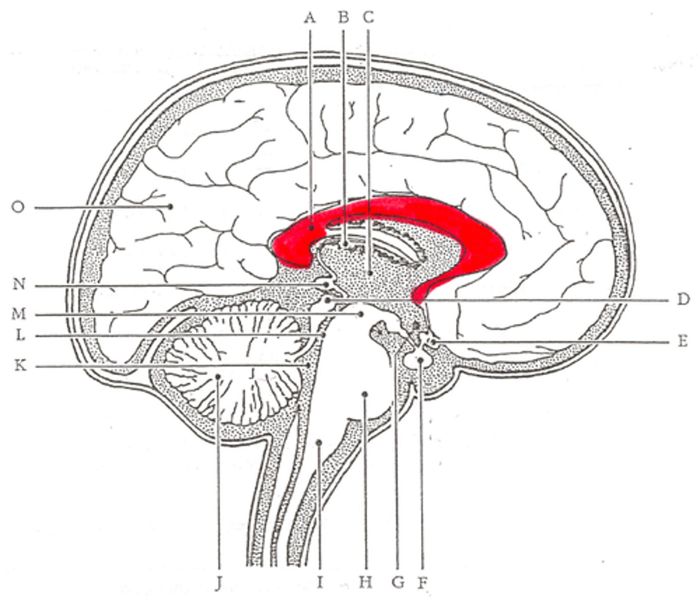 <p>large band of fibers connecting the two brain hemispheres and carrying messages between them</p>
