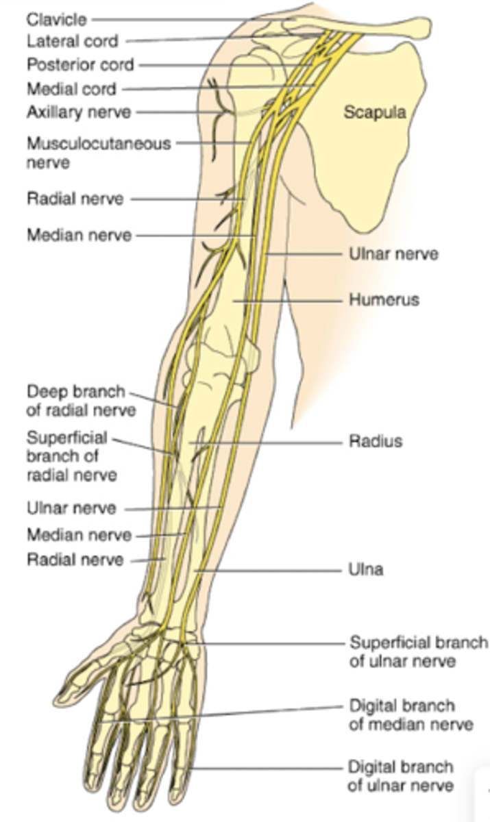 <p>What does the medial and ulnar n of the brachial plexus innervate?</p>