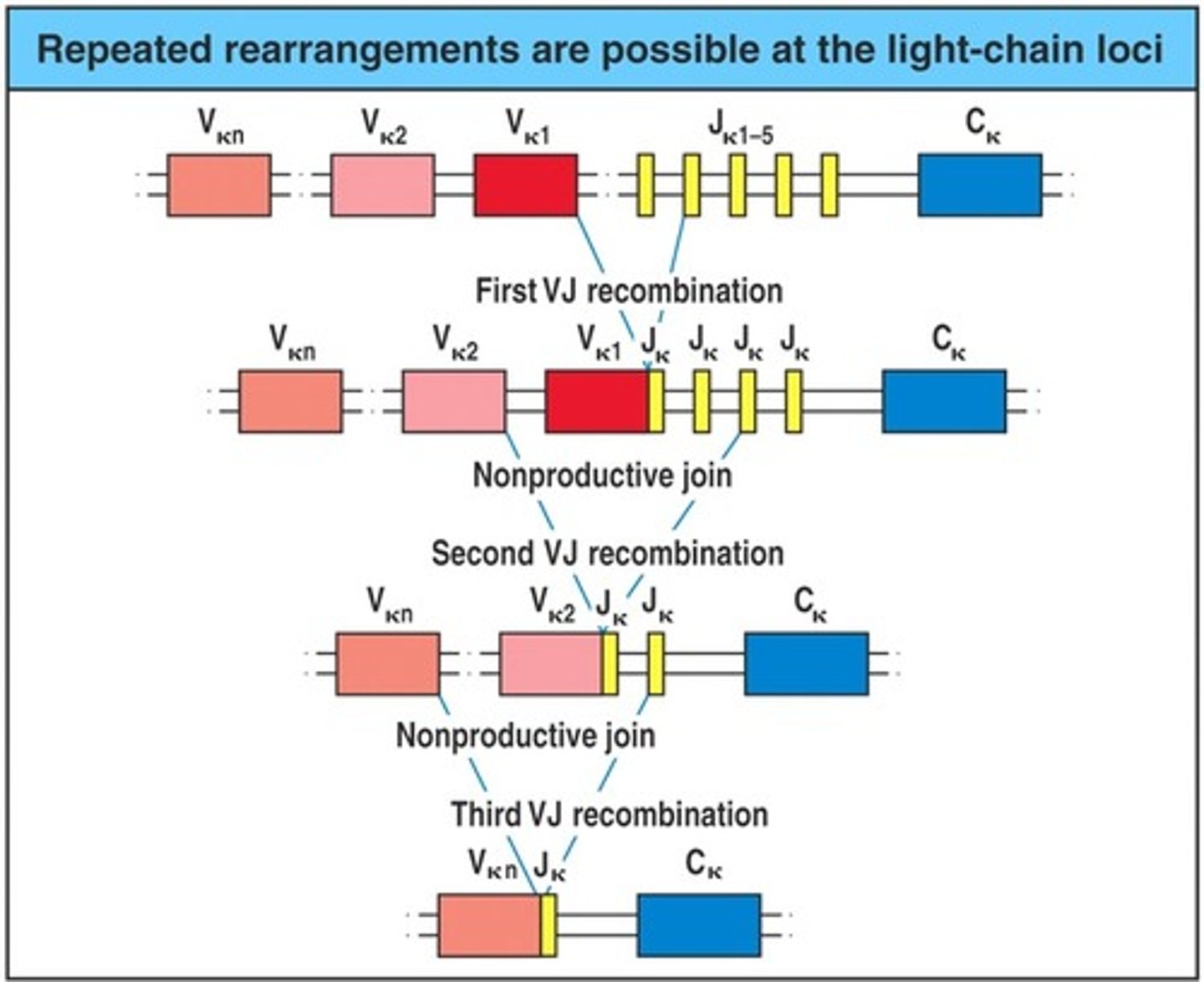 <p>DNA segments are rearranged during genetic recombination</p>
