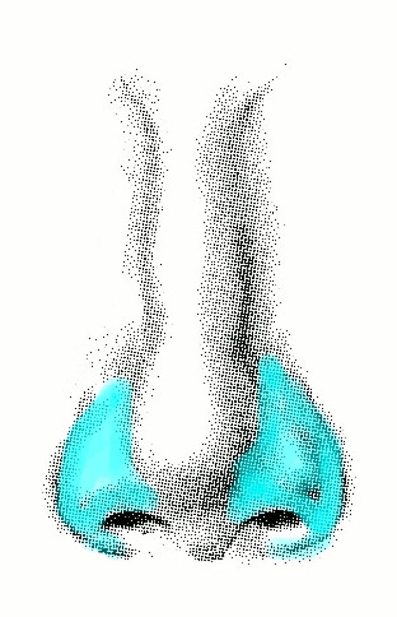 <p>flared cartilage on each side of the nostril</p>