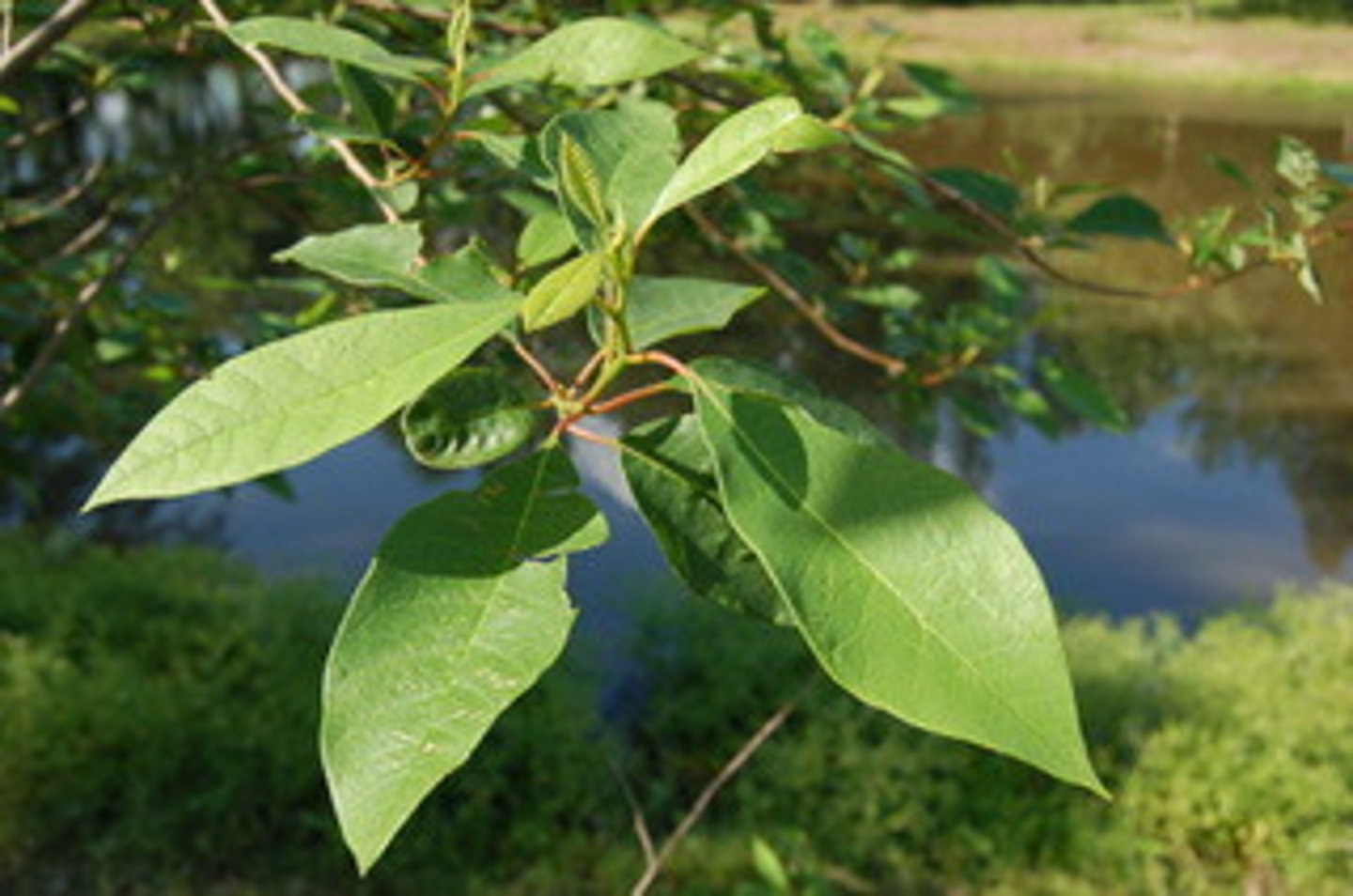 <p>Nyssa aquatica, Nyssaceae</p>