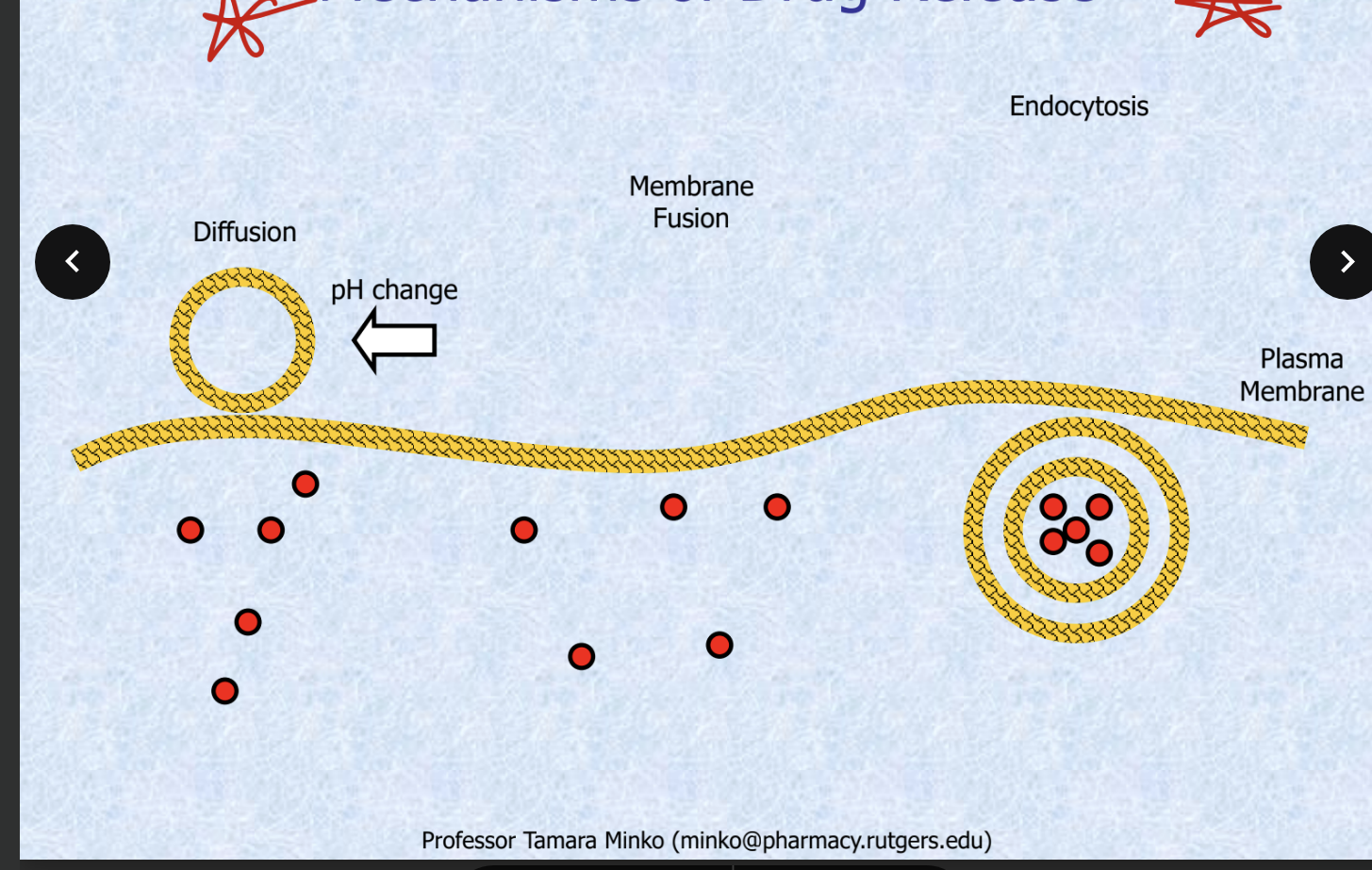 <ul><li><p>diffusion</p><ul><li><p>drug inside the carrier diffuses out where there is a change in pH</p></li></ul></li><li><p>membrane fusion</p><ul><li><p>carrier fuses directly w/the plasma membrane, releasing the drug contents into the inside of the cell</p></li></ul></li><li><p>endocytosis</p><ul><li><p>entire drug loaded carrier is engulfed by the cell thru endocytosis</p></li></ul></li></ul><p></p>
