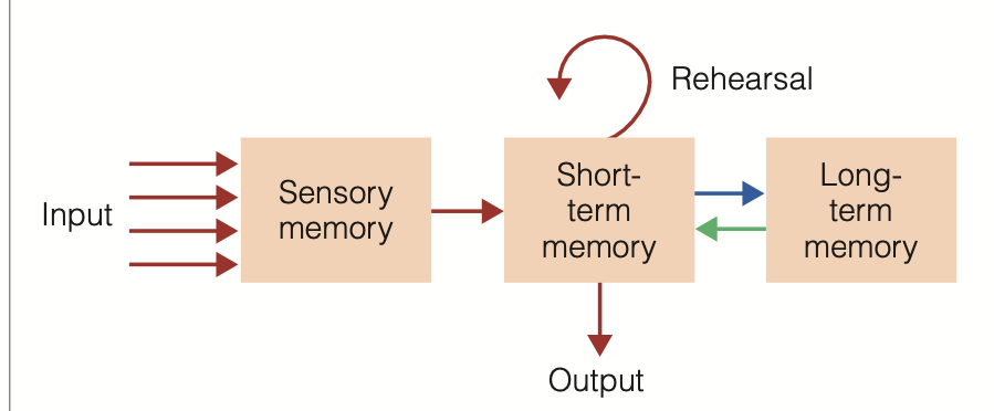 <p>Dissection of the Atkinson-Shiffrin model image</p>