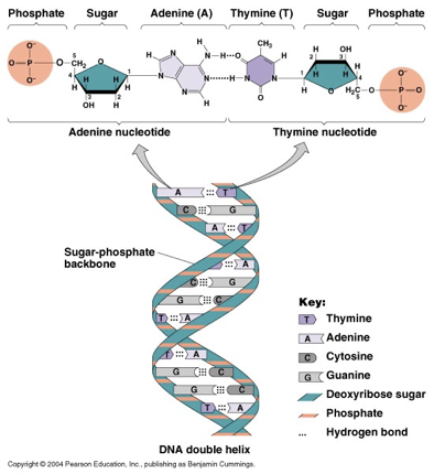 <p>Sides = alternating deoxyribose (sugar) and phosphate; Rungs = pairs of nitrogen bases (A-T or C-G).</p>
