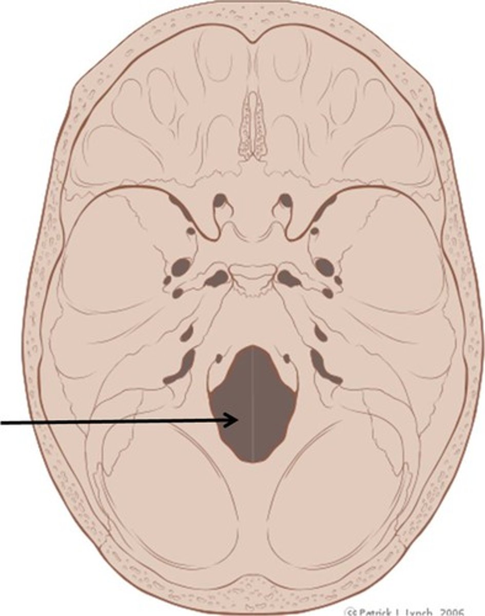 <p>Huge hole in occipital bone where the spinal cord enters</p>