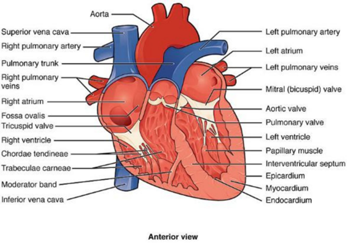 <p>Right atrium receives deoxygenated blood from the body, right ventricle pumps it to lungs; left atrium receives oxygenated blood from lungs, left ventricle pumps it to the body.</p>