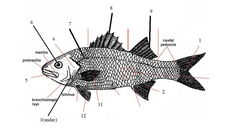 <p>Phylum?<br>subphylum?<br>Class?<br>Symmetry? Tissue type?<br>Cavity?<br><br>all the #s</p>