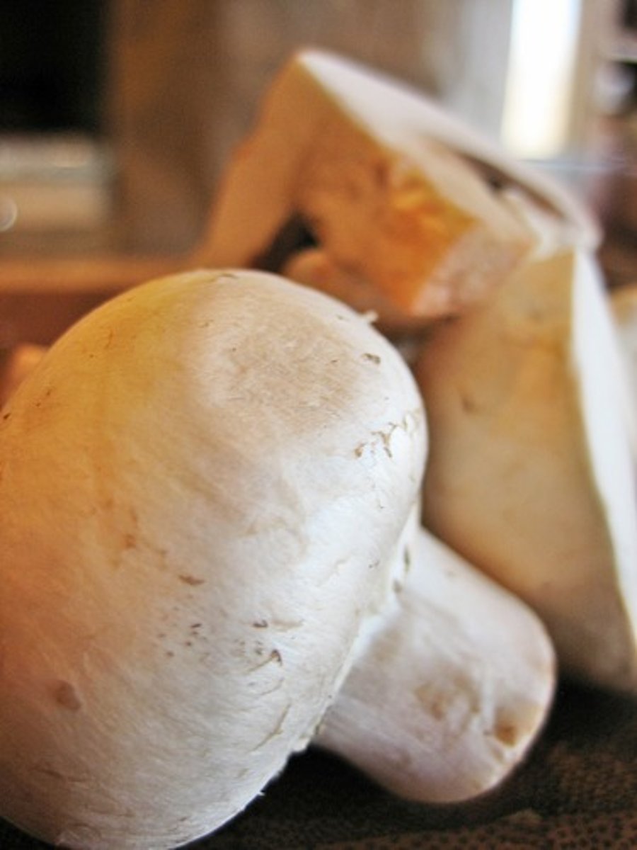 <p>Agaricus bisporus</p>