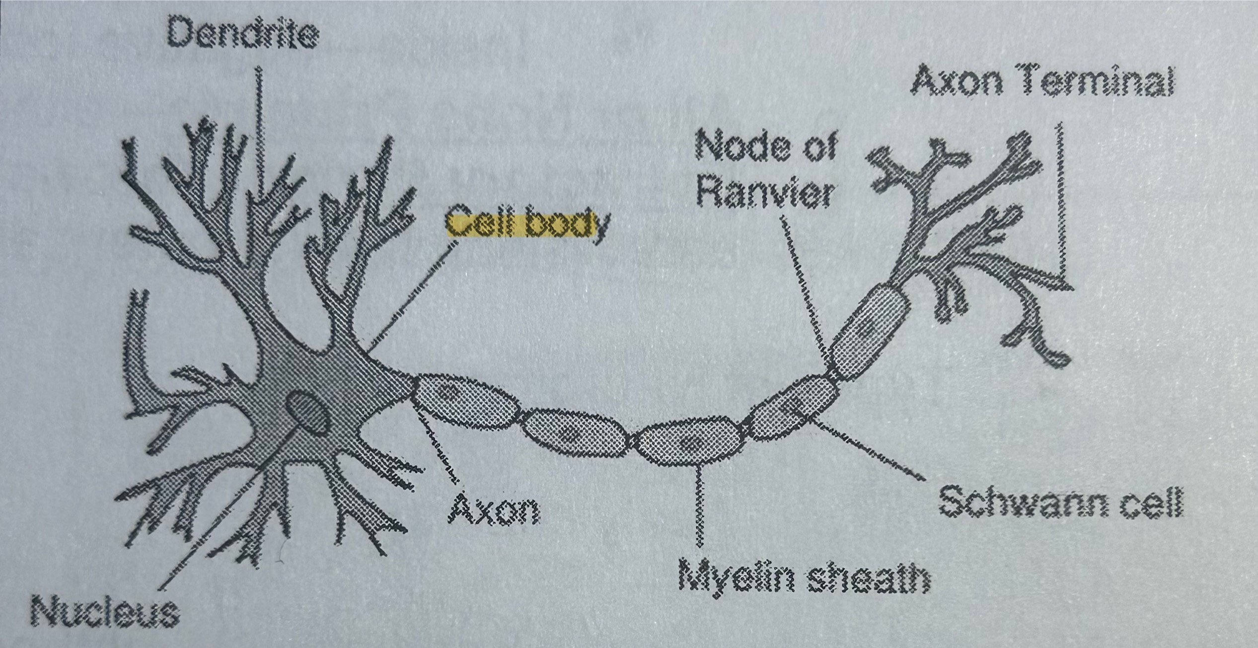 <p>Part of a neuron; the cell body that contains DNA (NOT TESTED)</p>
