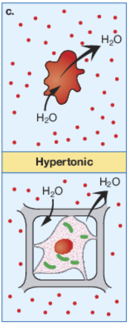 <p>hypertonic</p>