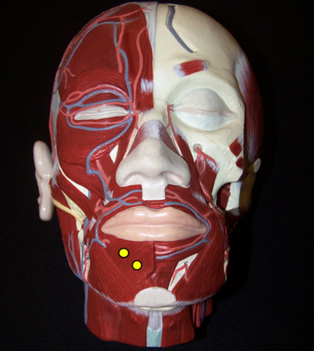 knowt flashcard image