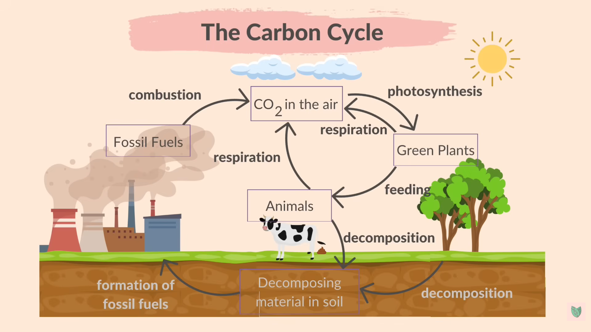 <p>The Carbon cycle</p>