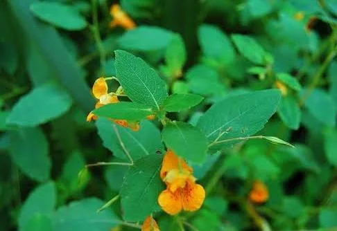 <p>Jewelweed </p>