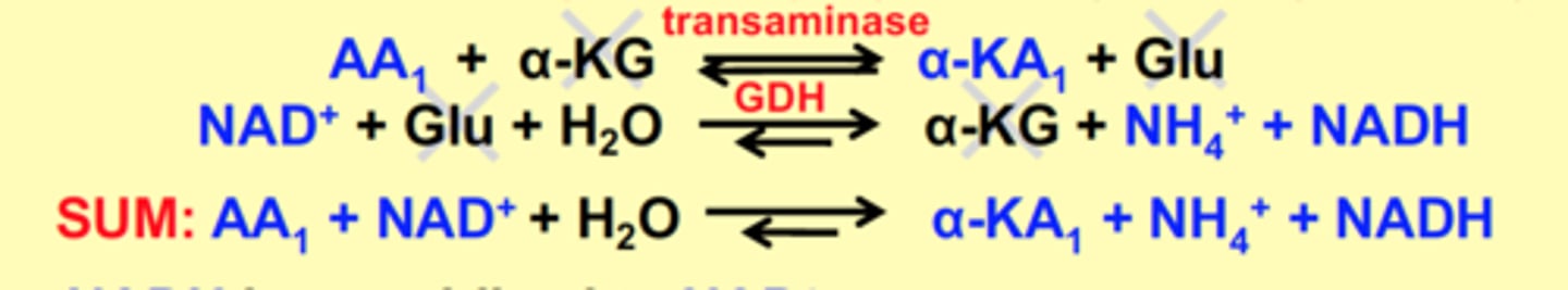 <p>GDH, transaminases<br><br>Exceptions: Pro, Hyp, Thr, Lys, &amp; His</p>