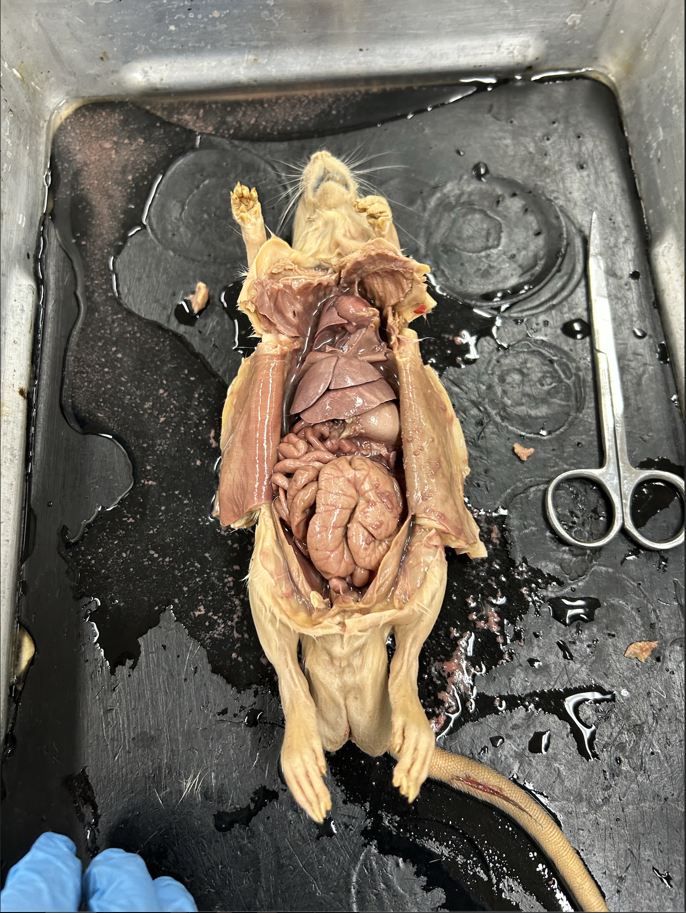 <p>identify the heart, diaphragm, liver, stomach, small intestine, and large intestine</p>