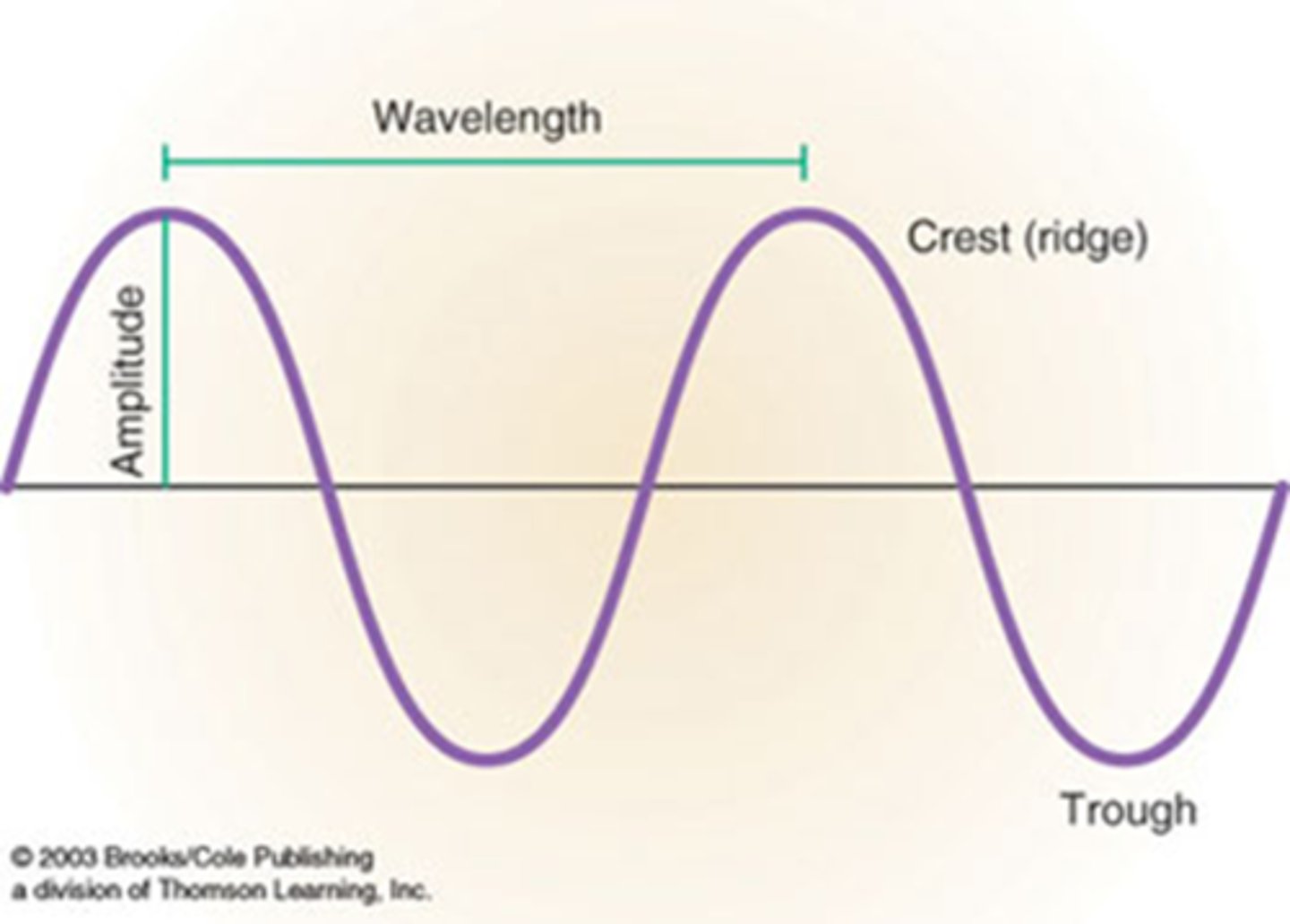 <p>- The height of a wave is called amplitude</p><p>- The highest point is called the crest</p><p>- The lowest point is called the trough</p><p>- The distance from one crest to another is called wavelength</p>