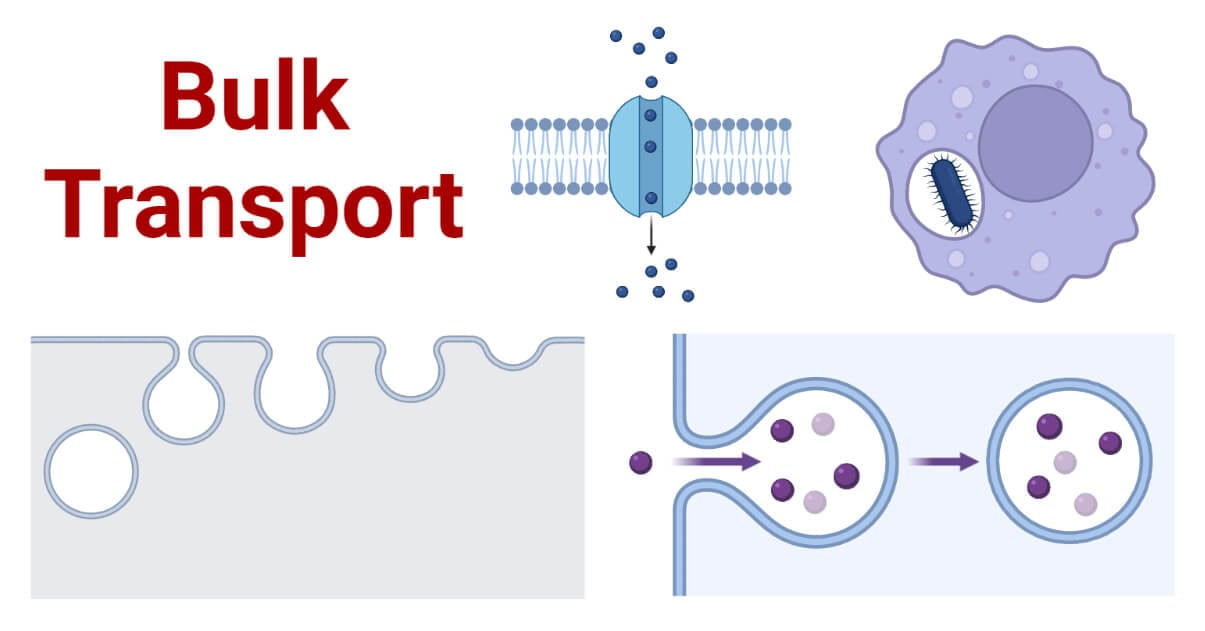 <p>Large molecules cross the membrane by vesicles</p>