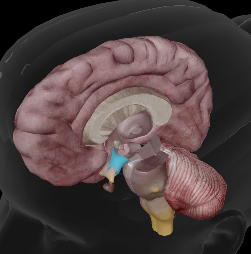 <p>secretes hormones that regulate the anterior pituitary</p>