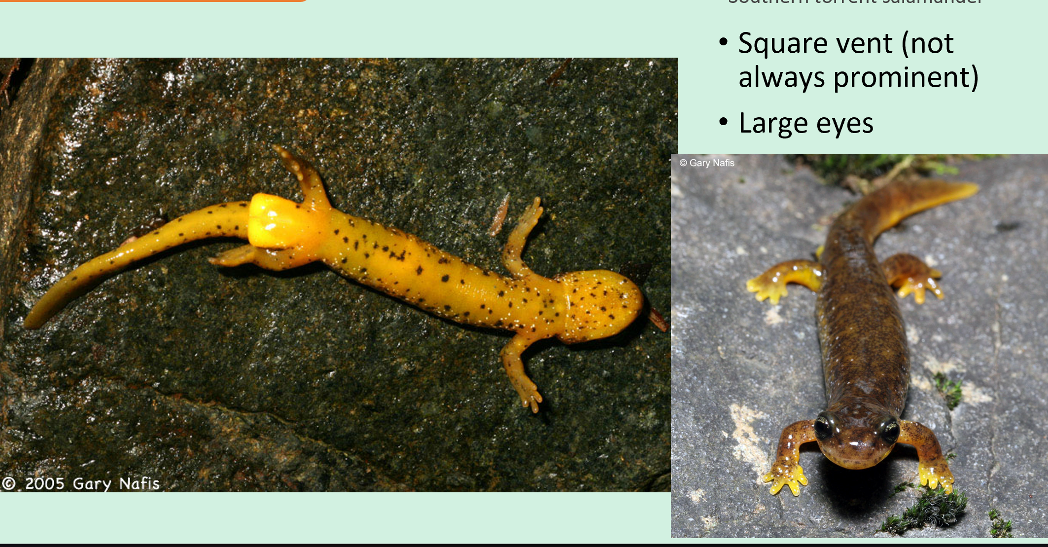 <p><span>Torrent salamanders.</span></p>