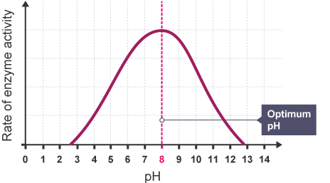 <ul><li><p>Temperature affects the speed of molecules. </p></li><li><p>Low temperature - slow, high temperature - fast, too high causes denaturation, which creates a dramatic drop in activity. optimum temperature, the molecule is moving at maximum rate</p></li><li><p>pH affects the activity of the enzyme </p></li><li><p>optimum pH - enzyme is most active, too high or too low - enzyme ceases all or most activity due to severely altered structure </p></li><li><p>Concentration determines reaction rate </p></li><li><p>high concentration - faster reaction rate (if substrate is in sufficient amount) </p></li><li><p>Substrate also determines reaction rate </p></li><li><p>Has a saturation point where it will reach its maximum, and adding any more substrate will not increase the reaction rate. </p></li></ul><p></p>