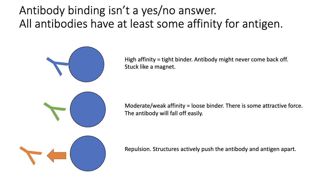 <ul><li><p><strong>High affinity:</strong> tight binding, may never dissociate</p></li><li><p><strong>Moderate/low affinity:</strong> loose binding, may fall off</p></li><li><p><strong>Repulsion:</strong> antibody actively pushed off (ex: due to charge repulsion)</p></li><li><p>Multiple antibodies can recognize the same <strong>epitope</strong>, but each has a <strong>different binding affinity</strong> for it.</p></li></ul><p></p>