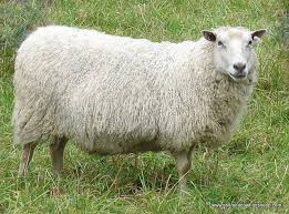 <ul><li><p>originated in Finland</p></li><li><p>dual-pupose breed</p></li><li><p>prolific</p></li><li><p>medium wool</p></li></ul><p></p>