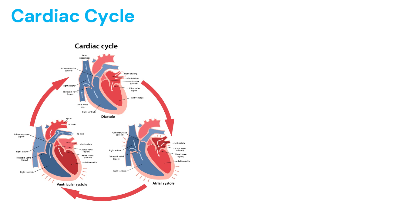 <ul><li><p>Systole: ventricles contracting (pumping) </p><ul><li><p>Top number for blood pressure</p></li><li><p>Atria and ventricles contract at same time </p><ul><li><p>Atria stay open </p></li></ul></li><li><p>Takes same amount of time </p></li></ul></li><li><p>Diastole: ventricles are relaxed (filling with blood) </p><ul><li><p>Bottom number for blood pressure</p></li><li><p>Lost due to to:</p><ul><li><p>Stiff ventricles </p></li><li><p>Dysfunction of valves and veins </p></li><li><p>Heart rate </p><ul><li><p>Over 180 = pass out </p></li></ul></li></ul></li><li><p>Time can change (atheltes have more time of filling) </p></li></ul></li></ul><p></p>