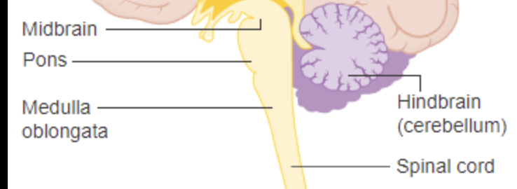 <p>(1)Midbrain (mesencephalon)</p><p>(2)Pons</p><p>(3)Medulla </p>