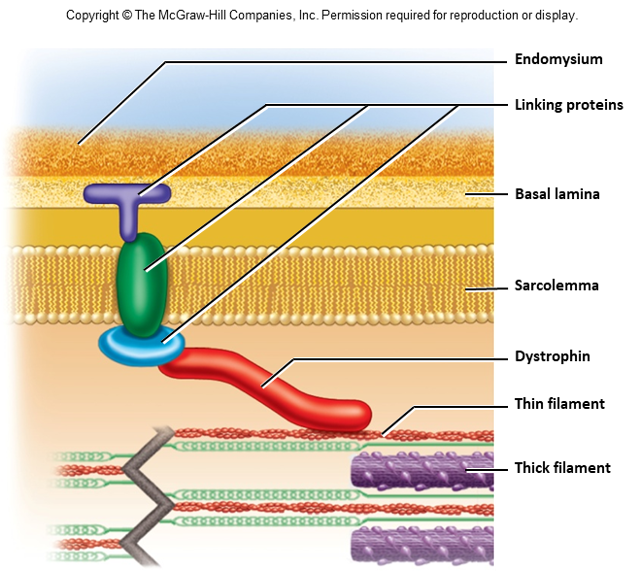 <p>elastic filaments in myofilaments</p>