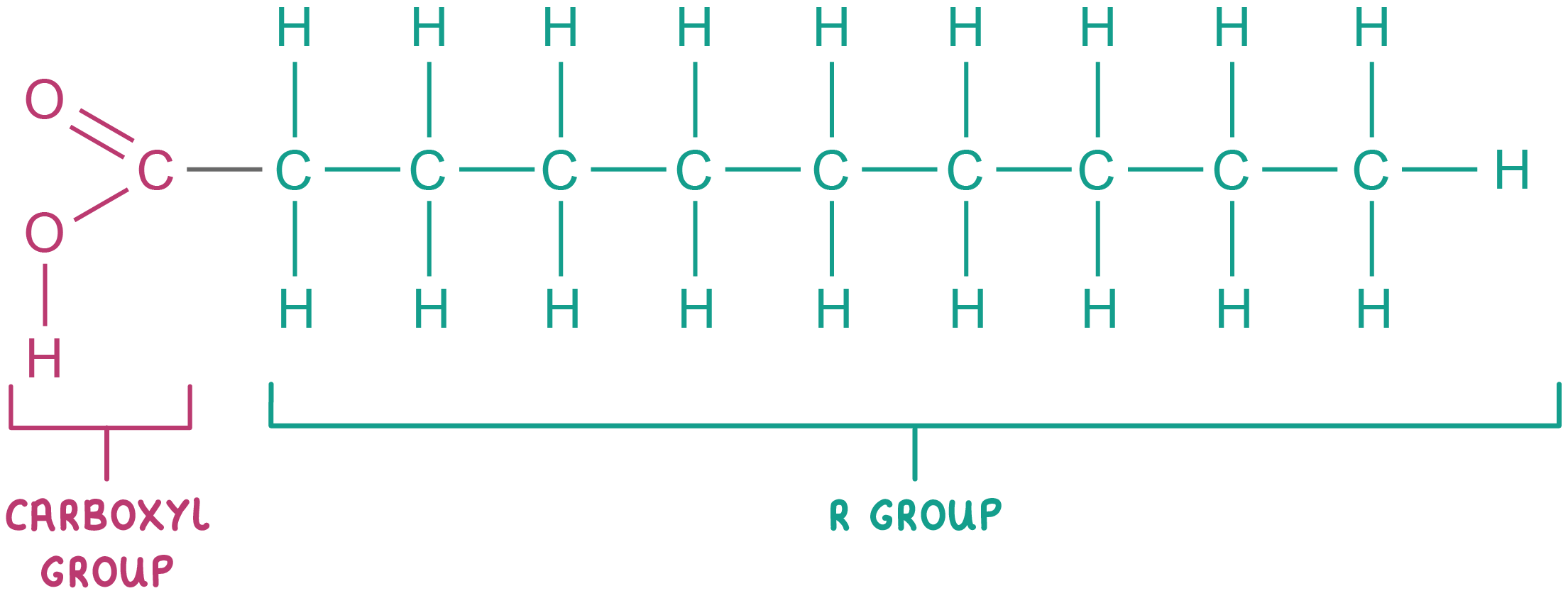 <p>an unbranched chain of carbon atoms with hydrogen atoms covalently bonded</p>