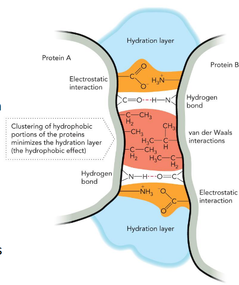 <p>dictates stability/function of the 3-D architecture of macromolecules</p>
