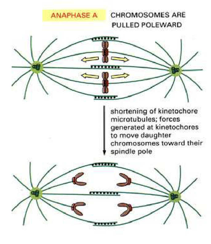 <ul><li><p>Kinetochore MTs shorten</p><ul><li><p>Kinesin 13 depolymerizing</p></li></ul></li><li><p>Forces at kinetochores pull chromosomes to poles</p></li><li><p>Daughter chromosomes move poleward</p></li></ul><p></p>