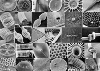 <p>BACILLARIOPHYTA </p>