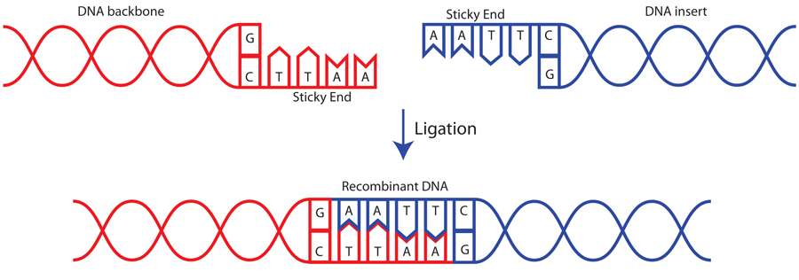 <p>DNA ligase</p>