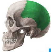 <p>What bone of the skull is this?</p>