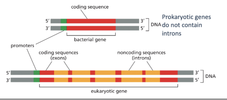 <ul><li><p>INTRONS!</p></li><li><p>EXONS: CODING (EXPRESSED) SEQUENCES ARE SPLICED TOGETHER</p></li><li><p>INTRONS: NONCODING (INTERVENING) SEQUENCES ARE REMOVED DURING SPLICING</p></li></ul><p></p>