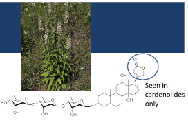 <ul><li><p>From Plantaginaceae family</p></li><li><p>creates digoxin</p></li></ul>